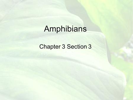 Amphibians Chapter 3 Section 3 Vocab Words Amphibios Hibernation Estivation Metamorphosis Anura Caudata Apoda Tympanic Membrane Biological Indicators.