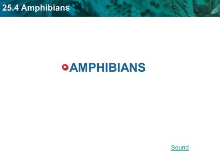25.4 Amphibians AMPHIBIANS Sound. 25.4 Amphibians KEY CONCEPT Amphibians evolved from lobe-finned fish. LINK Jointed limbs.