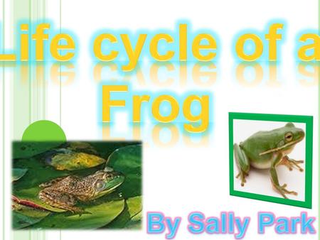 Frog are amphibians which they live on land and water. If their skins dries out, the frog die. They eat flies and insects with their long tongue. Frog.