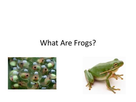 What Are Frogs?.
