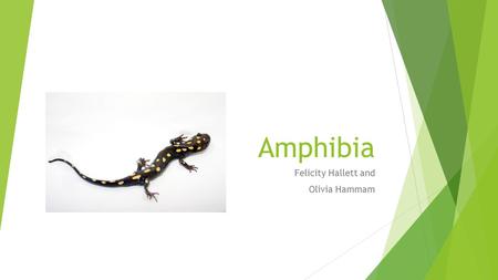 Amphibia Felicity Hallett and Olivia Hammam. Scientific Classification  Kingdom : Animalia  Phylum : Chordata  Subphylum : Vertebrata  Class : Amphibia.