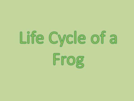 What is a life cycle? Does the baby frog look like the adult frog or do they look different? What are the stages in a frogs life cycle? Put your thinking.