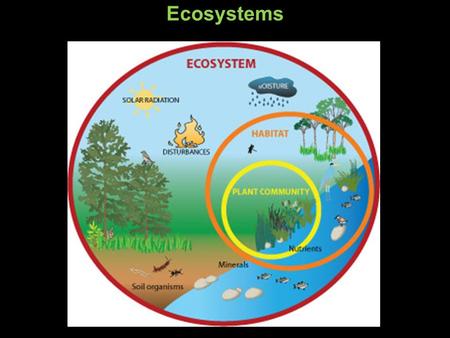 Ecosystems. Primary producers Sun Ecosystems Primary consumers Secondary consumers Primary producers Sun.