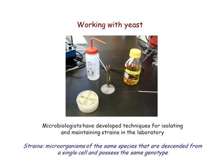 Working with yeast Microbiologists have developed techniques for isolating and maintaining strains in the laboratory Strains: microorganisms of the same.