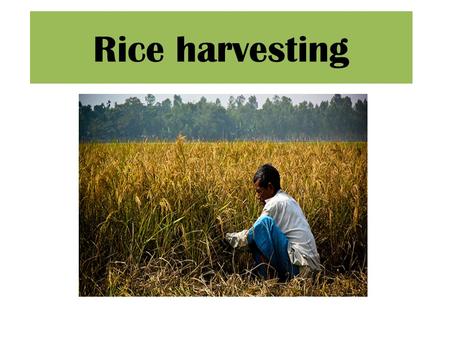 Rice harvesting. When to harvest Harvest at the right time is important because; 1.maximize grain yield, and 2.minimize grain damage and quality deterioration.
