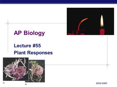 Lecture #55 Plant Responses
