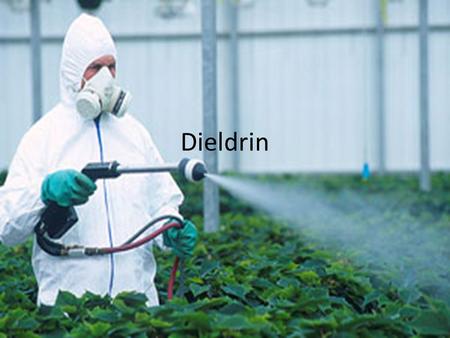 Dieldrin. Negative effects Decreases the effectiveness of our immune system, may increase infant mortality, reduces reproductive success may cause cancer,