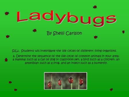 Ladybugs By Shelli Carlson