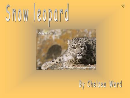 Snow leopard By Chelsea Ward.