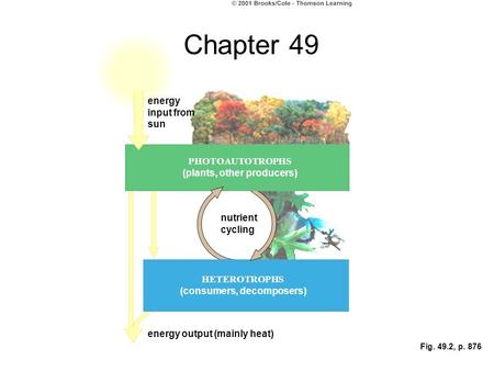 Fig. 49.2, p. 876 energy input from sun nutrient cycling PHOTOAUTOTROPHS (plants, other producers) HETEROTROPHS (consumers, decomposers) energy output.