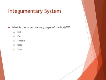 Integumentary System  What is the largest sensory organ of the body???? A. Eye B. Ear C. Tongue D. Nose E. Skin.