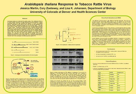 Arabidopsis thaliana Response to Tobacco Rattle Virus Jessica Martin, Cory Zoetewey, and Lisa K. Johansen, Department of Biology University of Colorado.