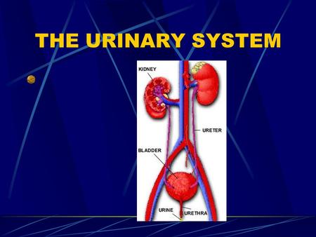 THE URINARY SYSTEM. FUNCTIONS OF THE URINARY SYSTEM 1. Excretion – removing nitrogenous wastes, certain salts, and excess water from blood 2. Maintain.