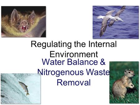 Regulating the Internal Environment Water Balance & Nitrogenous Waste Removal.