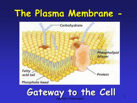 1 The Plasma Membrane The Plasma Membrane - Gateway to the Cell copyright cmassengale.