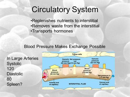 Circulatory System Replenishes nutrients to interstitial Removes waste from the interstitial Transports hormones Blood Pressure Makes Exchange Possible.