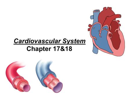Cardiovascular System Chapter 17&18. Blood Connective tissue composed of fluid, cells, and fragments of cells 1.Plasma: fluid part of blood straw-colored.