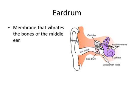Eardrum Membrane that vibrates the bones of the middle ear.