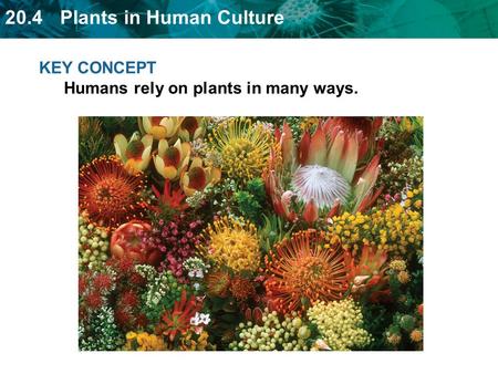 KEY CONCEPT  Humans rely on plants in many ways.