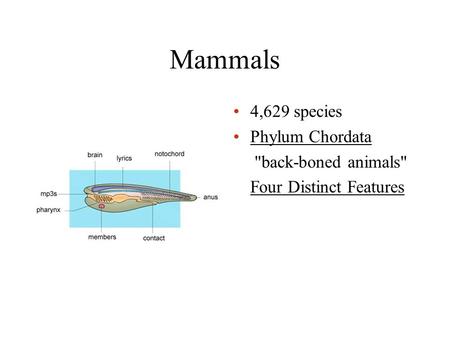 Mammals 4,629 species Phylum Chordata back-boned animals