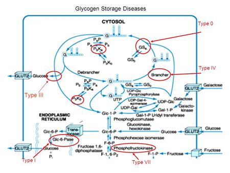Type 0 Type I Glycogen Storage Diseases Type IV Type VII Type III.