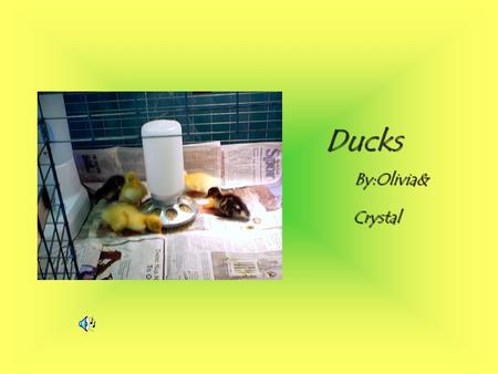 Ducks By:Olivia& By:Olivia& Crystal Crystal. Lay back, Relax, and Enjoy the Show.