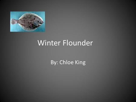 Winter Flounder By: Chloe King. General Information Common Name: Winter Flounder Scientific Name: Pseudopleuronectes americanus Kingdom: Animalia Phylum: