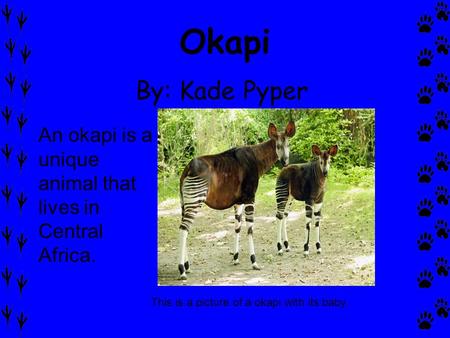 Okapi By: Kade Pyper An okapi is a unique animal that lives in Central Africa. This is a picture of a okapi with its baby.