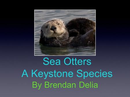 Sea Otters A Keystone Species By Brendan Delia. Basic Info about Sea Otters SCIENTIFIC CLASSIFICATION: Kingdom: Animalia Phylum: Chordata Subphylum: Vertebrata.