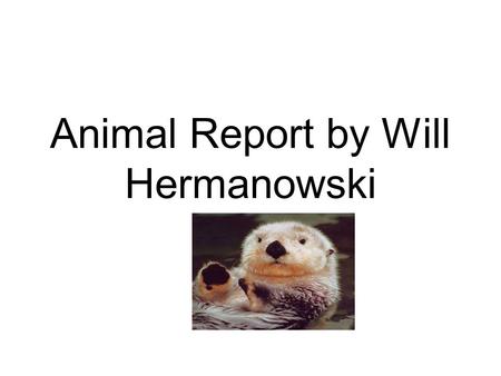 Animal Report by Will Hermanowski. Introduction Did you know a sea otter has more than about 600,000 to 1 million hairs on their body per square inch.
