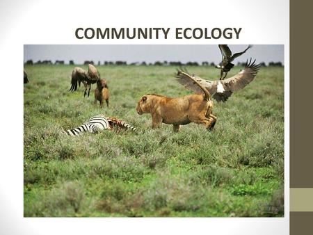 COMMUNITY ECOLOGY. OBJECTIVES: Describe types of relationships among organisms. Compare primary and secondary succession.