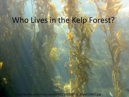 Who Lives in the Kelp Forest?