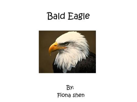 Bald Eagle By: Fiona shen. Characteristics The Bald Eagle is a bird. And it is warm-blooded. Also, it is a vertebrate. They have hollow bones that are.