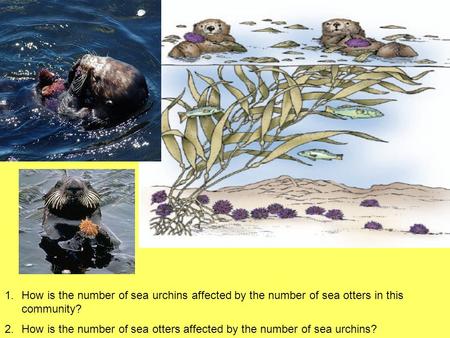 1.How is the number of sea urchins affected by the number of sea otters in this community? 2.How is the number of sea otters affected by the number of.