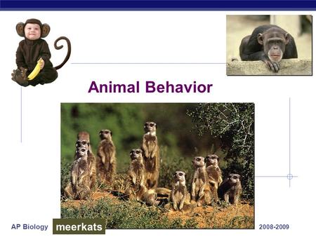 AP Biology 2008-2009 Animal Behavior meerkats AP Biology What is behavior?  Behavior  everything an animal does & how it does it  response to stimuli.