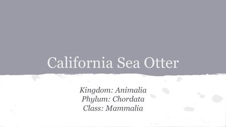 California Sea Otter Kingdom: Animalia Phylum: Chordata Class: Mammalia.