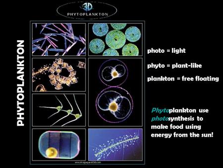 PHYTOPLANKTON photo = light phyto = plant-like