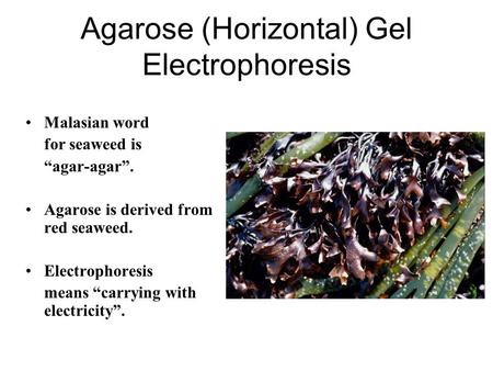 Agarose (Horizontal) Gel Electrophoresis Malasian word for seaweed is “agar-agar”. Agarose is derived from red seaweed. Electrophoresis means “carrying.