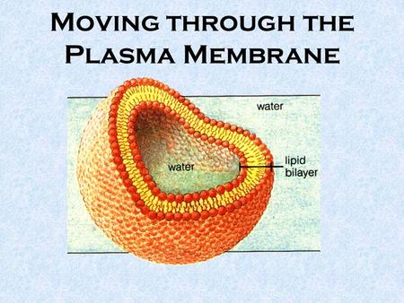 Moving through the Plasma Membrane. What does a phospholipid look like?