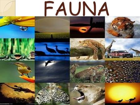 FAUNA. Fauna of Africa Fauna of Africa, in its broader sense, is all the animals living on the African continent and its surrounding seas and islands.