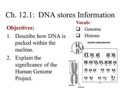 Ch. 12.1: DNA stores Information Objectives: 1.Describe how DNA is packed within the nucleus. 2.Explain the significance of the Human Genome Project. Vocab: