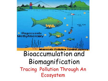 Bioaccumulation and Biomagnification Tracing Pollution Through An Ecosystem.