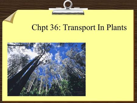 Chpt 36: Transport In Plants. Transport Overview 81- uptake and loss of water and solutes by individual cells (root cells) 82- short-distance transport.
