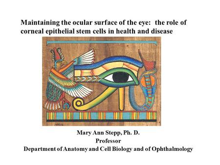 Maintaining the ocular surface of the eye: the role of corneal epithelial stem cells in health and disease Mary Ann Stepp, Ph. D. Professor Department.