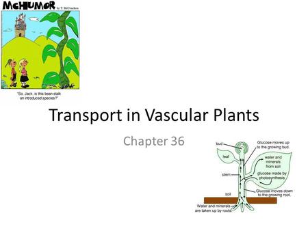 Transport in Vascular Plants Chapter 36. Review: Cell Transport Passive transport: – Diffusion across membrane with concentration gradient, no energy.