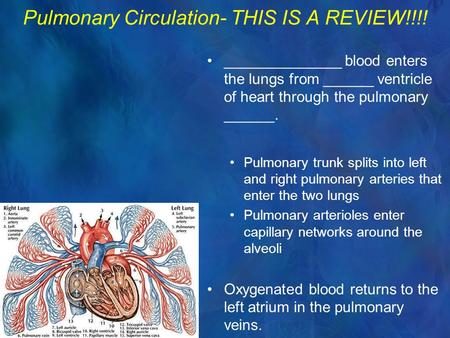 Pulmonary Circulation- THIS IS A REVIEW!!!! ______________ blood enters the lungs from ______ ventricle of heart through the pulmonary ______. Pulmonary.