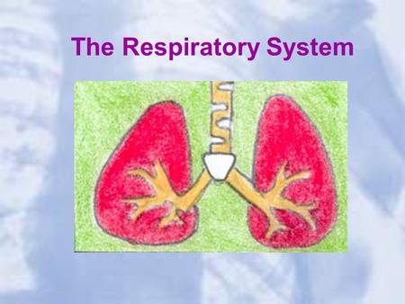 The Respiratory System. The system of the body that deals with breathing The body takes in the oxygen that it needs and removes the carbon dioxide that.