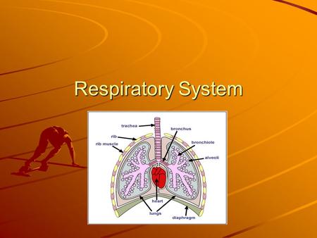 Respiratory System. Lesson 6 vocabulary trachea – the tube through which air moves from your throat to your chest; the windpipe bronchial tubes – two.