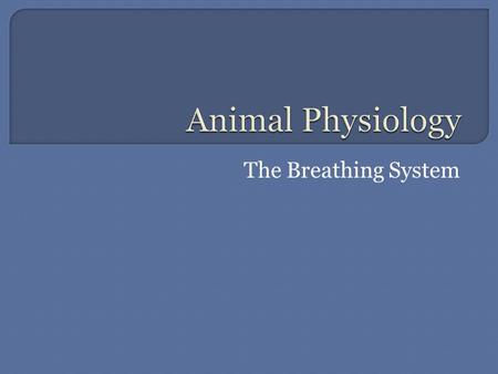 The Breathing System.  Mammals have two large lungs in their thorax.  There are spongy in texture and each have two lobes.  They are positioned behind.