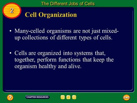 The Different Jobs of Cells